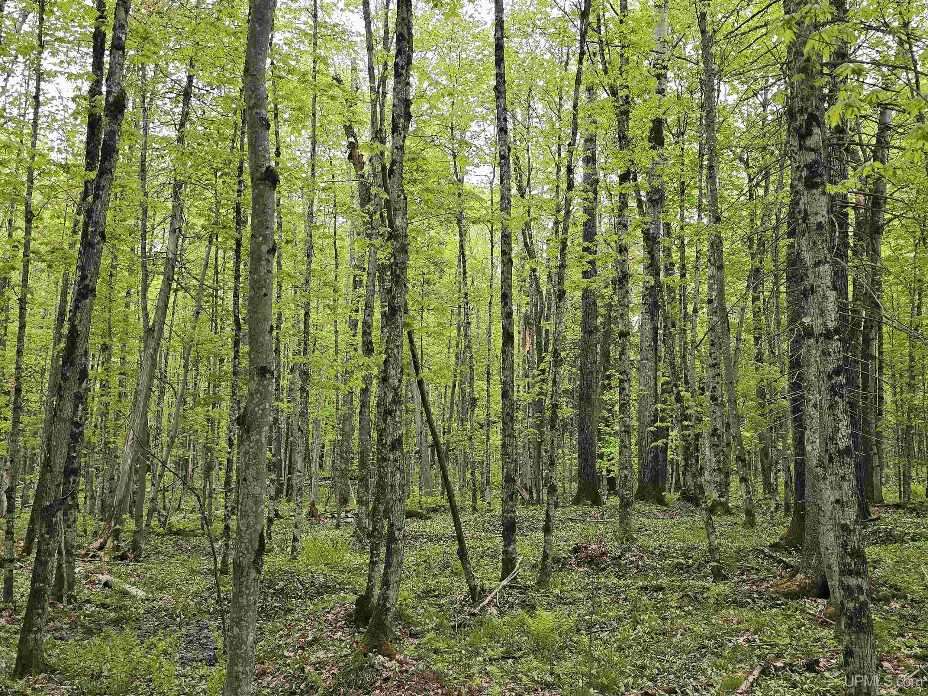 Lot 37 Yellow Road Pelkie, MI 49958 - Photo 21 of 34