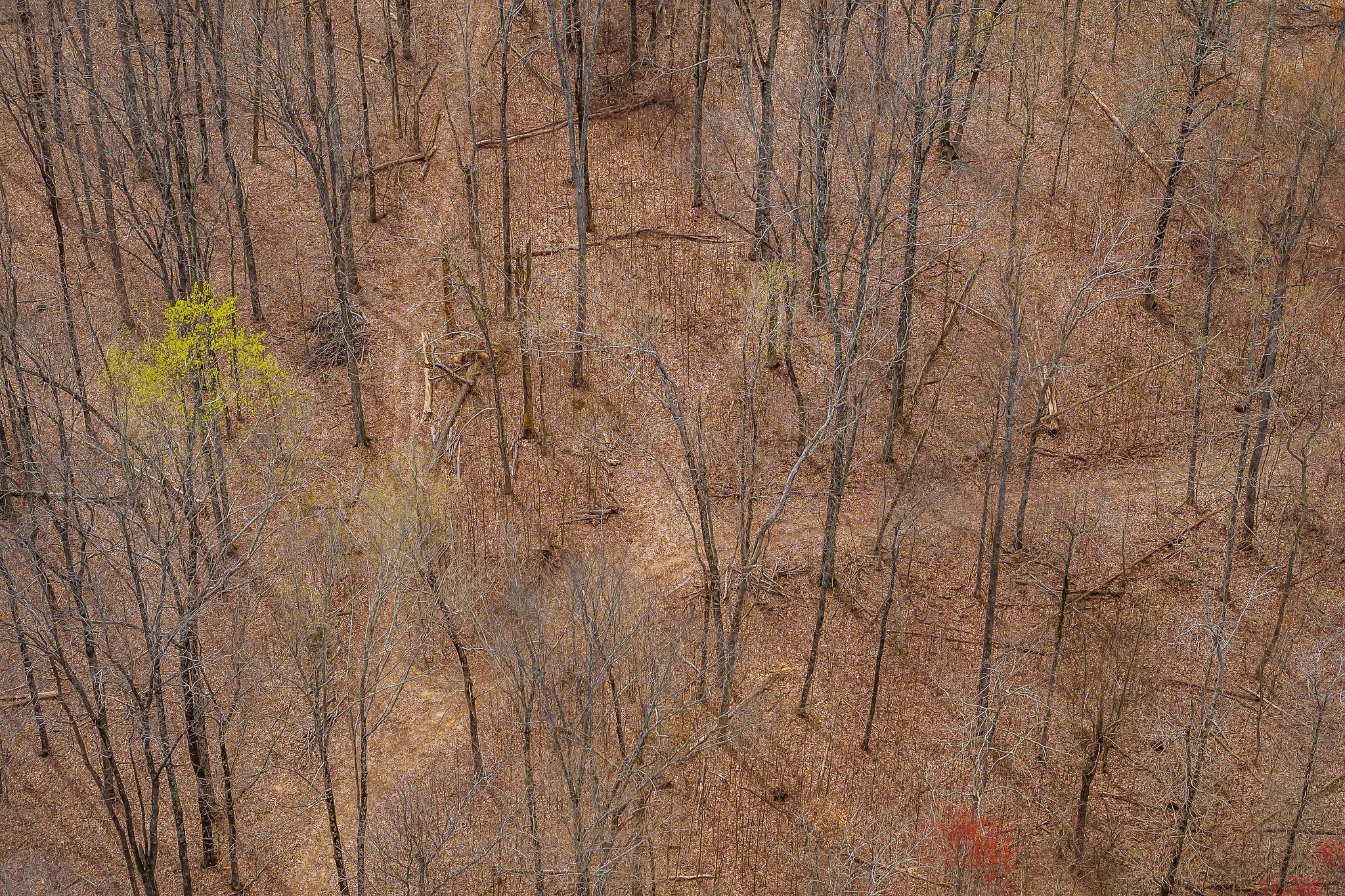 0 White Oak Flatt Road Sparta, TN 38583 - Photo 11 of 15