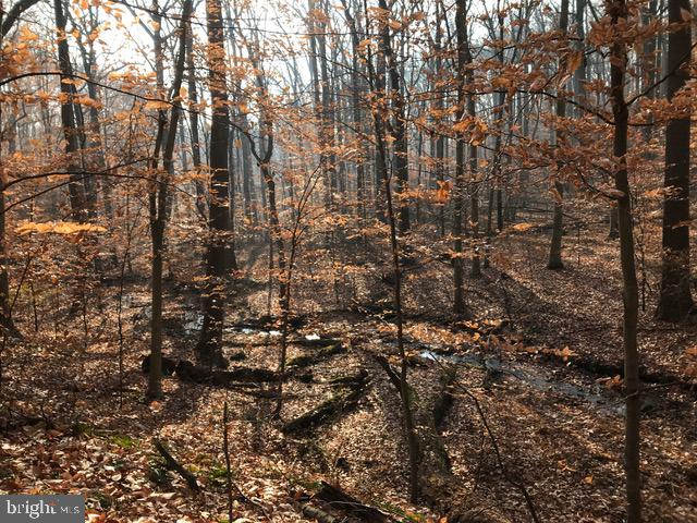 1650 Ridley Creek Road Media, PA 19063 - Photo 49 of 51 Take a stroll through beautiful woods