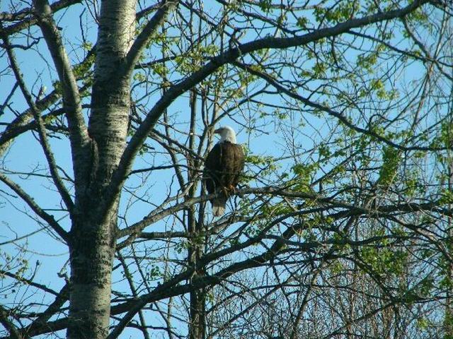 Near Pomeroy Lk Road, Unit 28 Marenisco, MI 49947 - Photo 4 of 13 Gallery Image 4