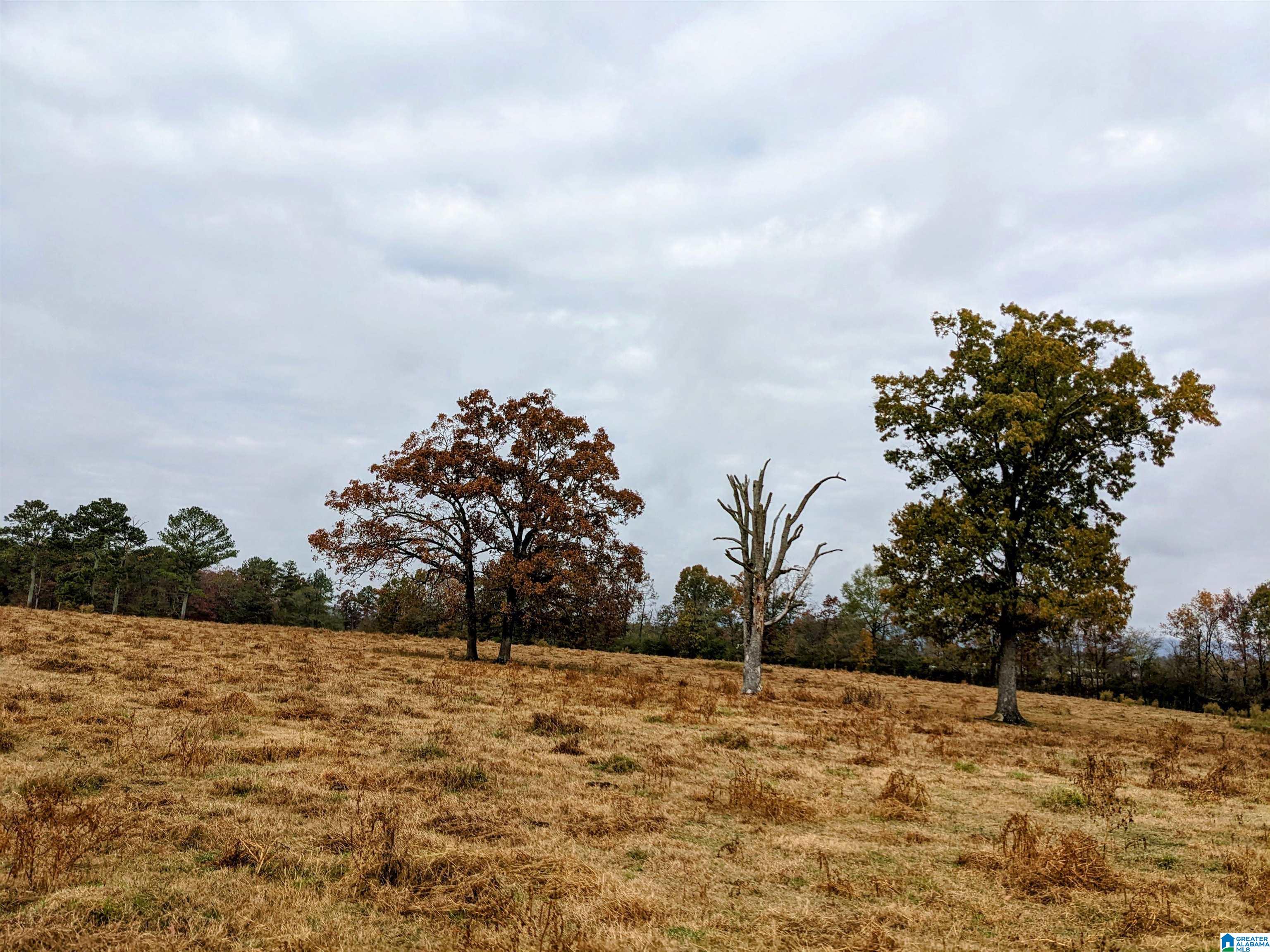 0 Double Bridge Road, Unit 1 Steele, AL 35987 - Photo 4 of 16 Gallery Image 4