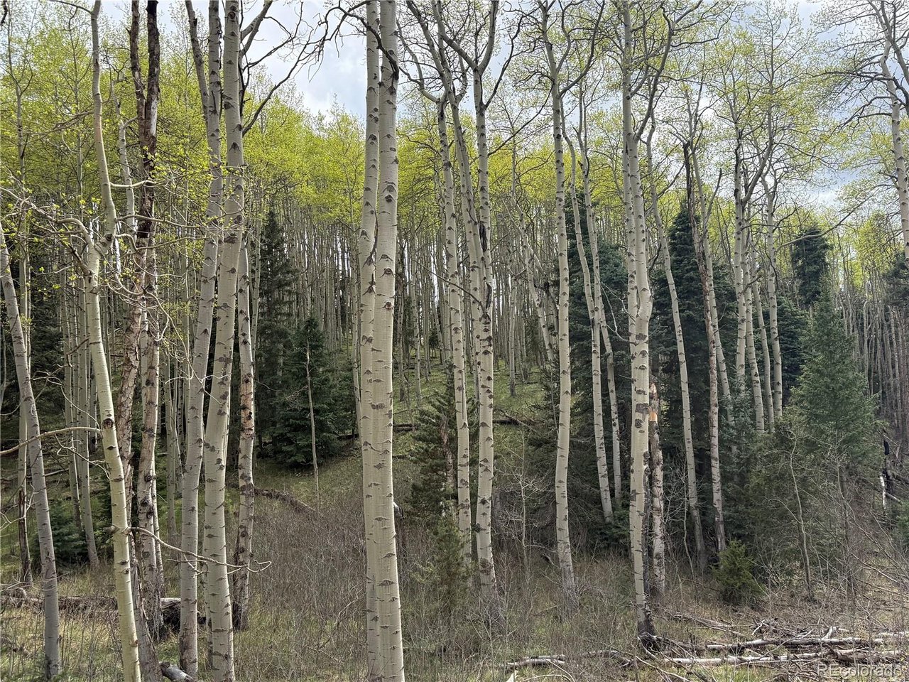 406 Schierl Road Fort Garland, CO 81133 - Photo 48 of 50 Tons of big aspens