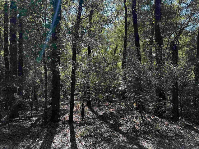 $48,000 | Clay Revell Road, Sopchoppy, FL 32358