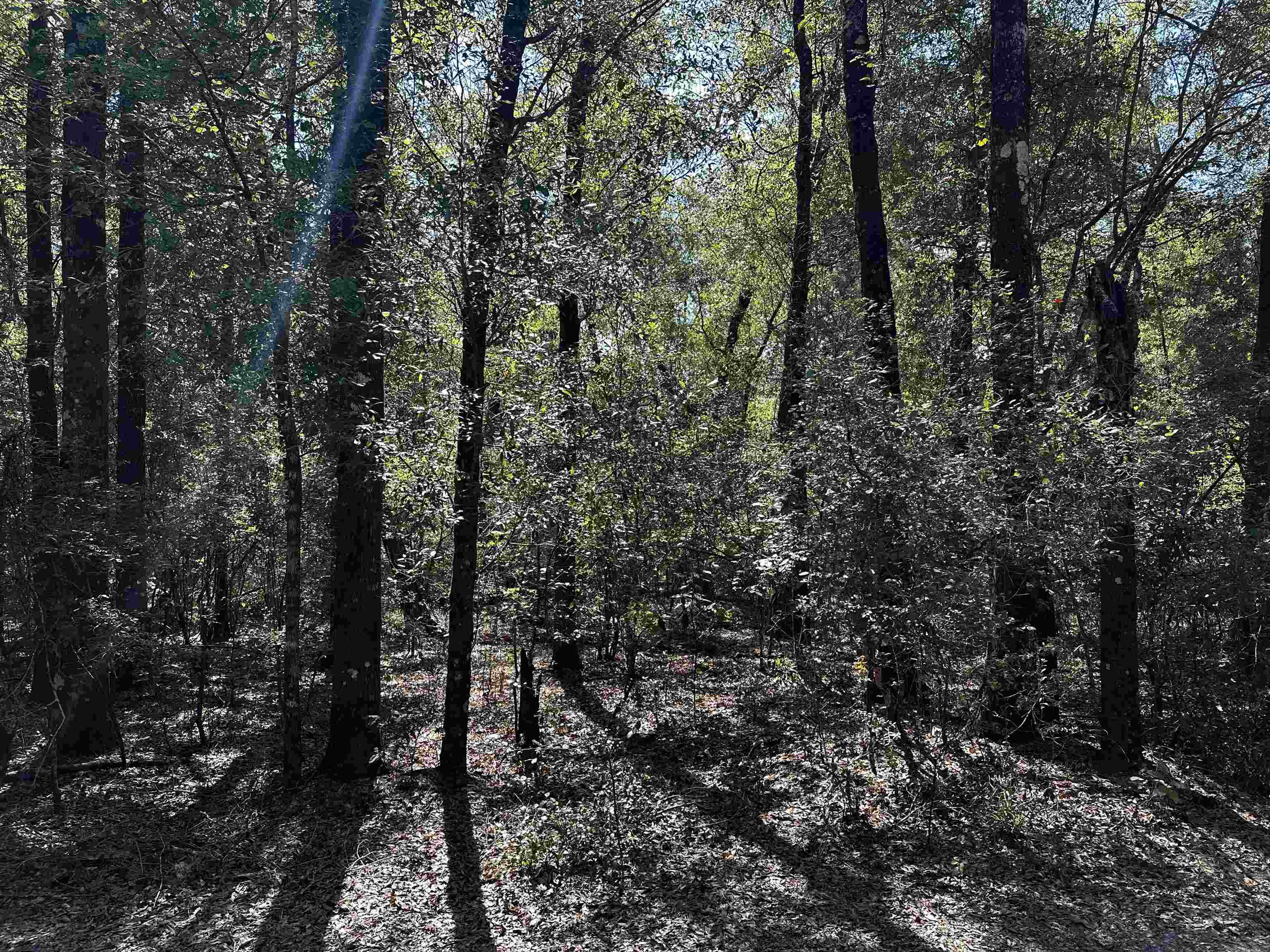 Clay Revell Road Sopchoppy, FL 32358 - Photo 1 of 4