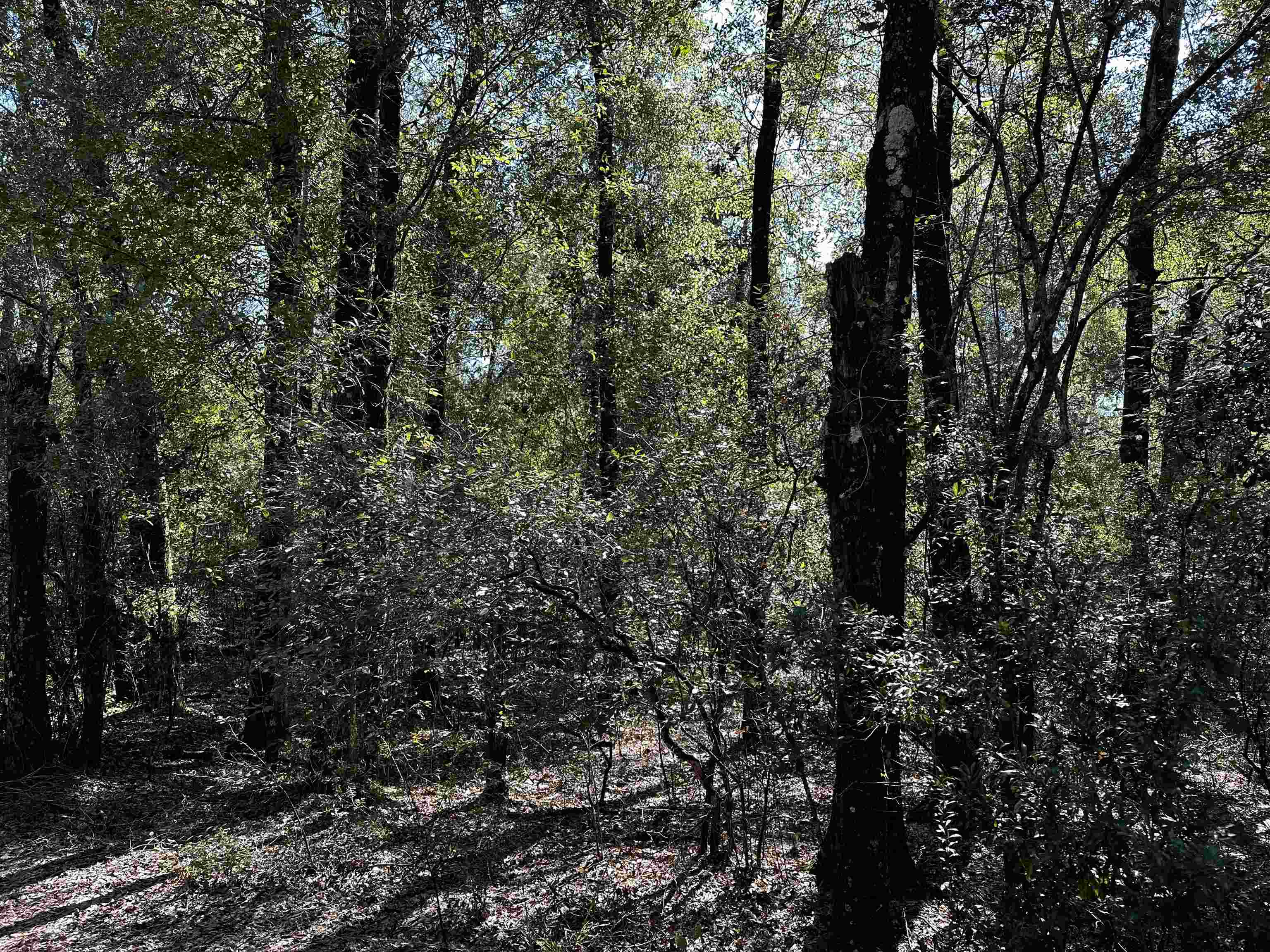 Clay Revell Road Sopchoppy, FL 32358 - Photo 3 of 4