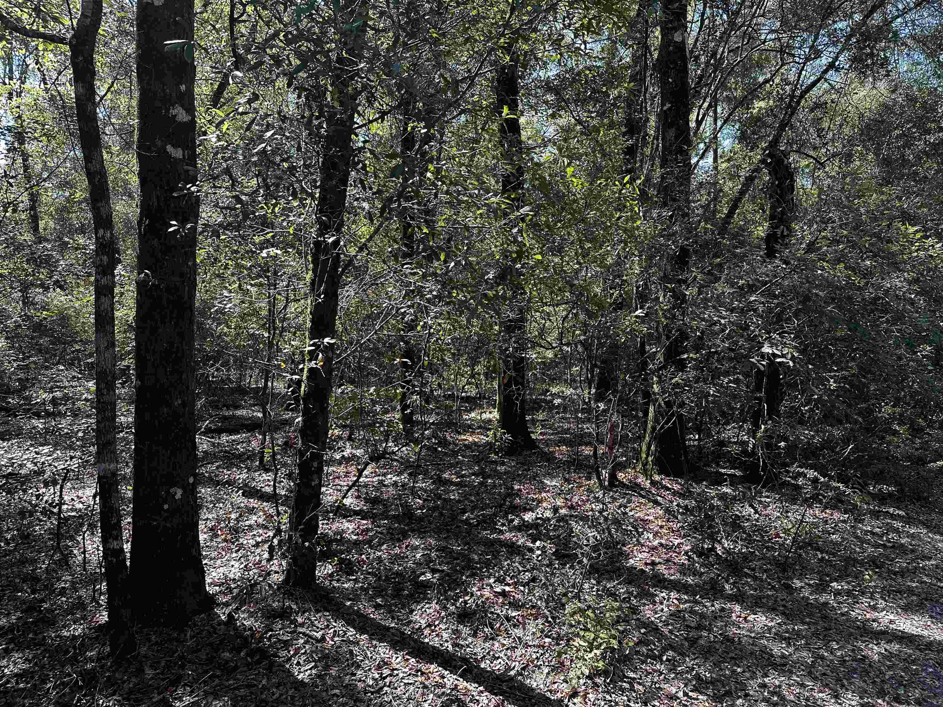 Clay Revell Road Sopchoppy, FL 32358 - Photo 4 of 4