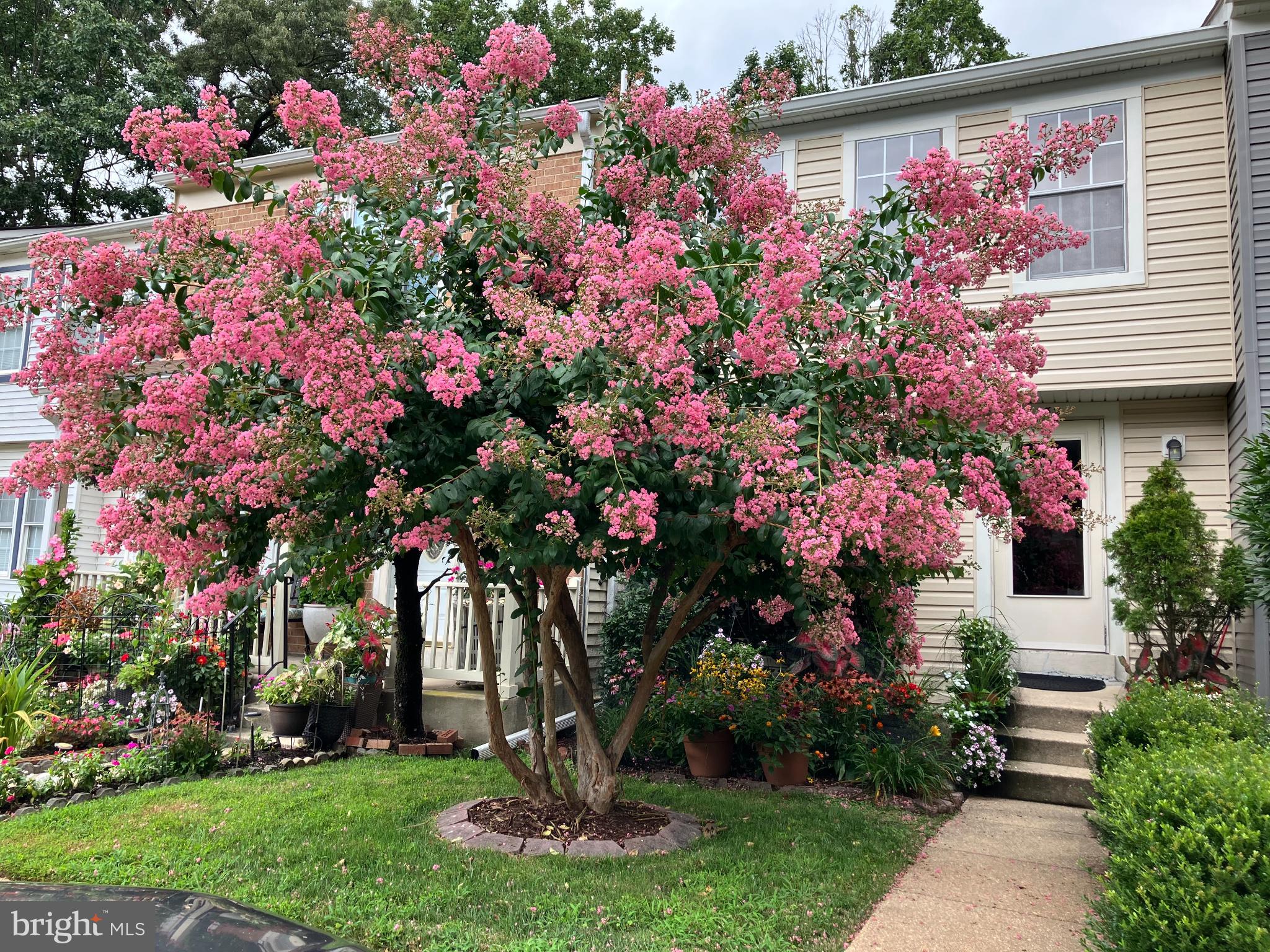 32 Long Green Court Silver Spring, MD 20906 - Photo 1 of 2 Blooming beauty front of 32 Long Green Ct