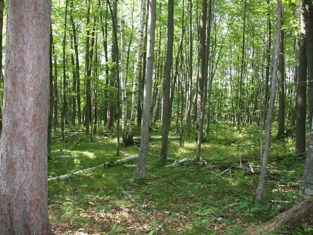 3.29 A Bucktail Lane Rhinelander, WI 54501 - Photo 5 of 9 Gallery Image 5