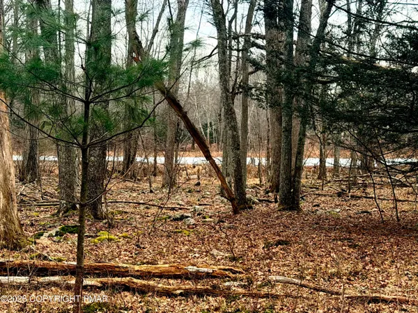 a view of a backyard with large trees