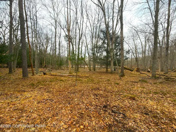 a view of a yard with trees