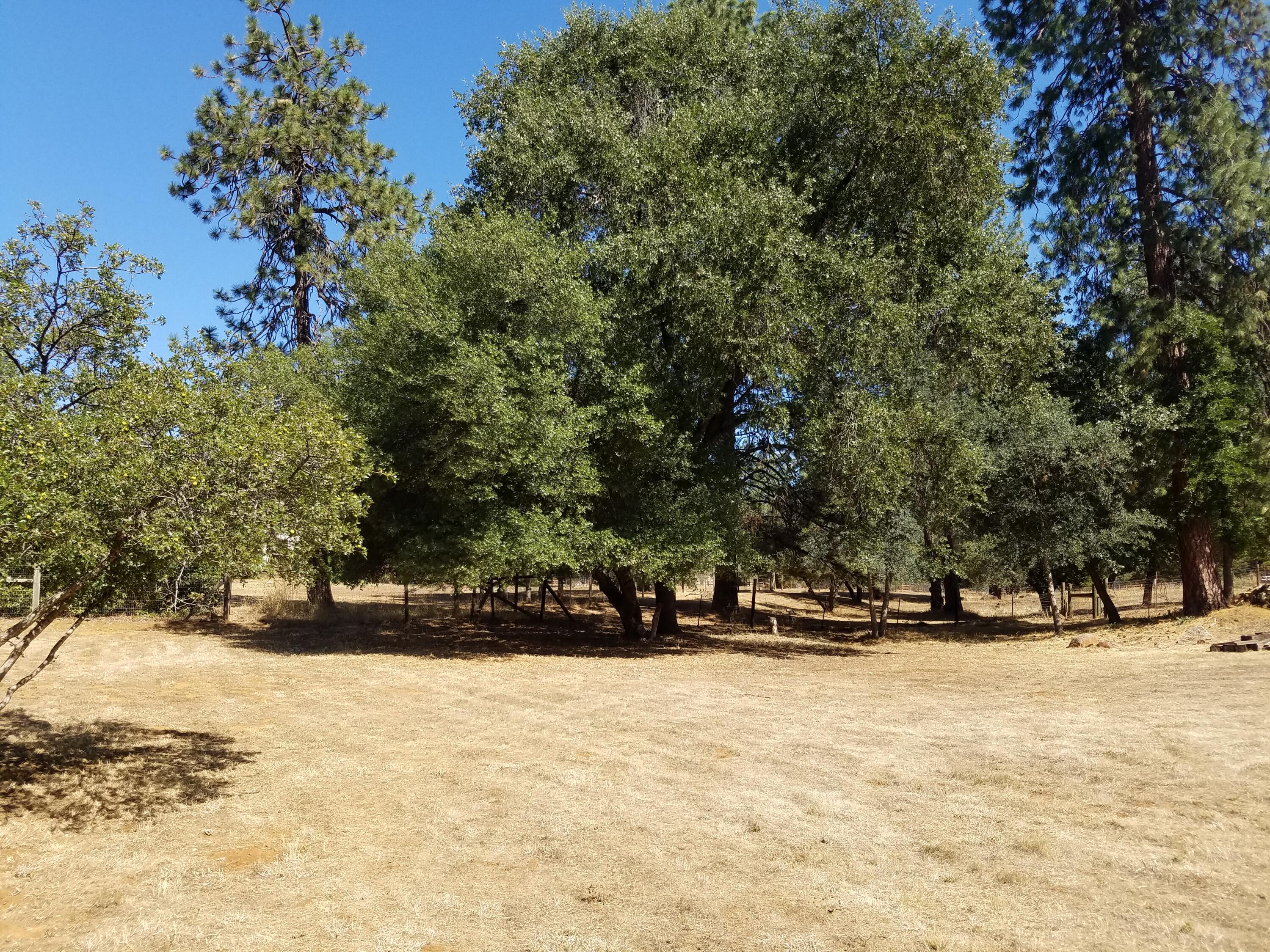 6711 Black Butte Road Shingletown, CA 96088 - Photo 15 of 40 BACK YARD