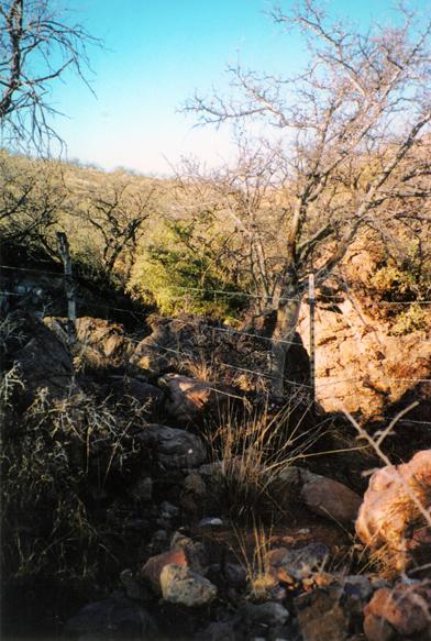 58 Camino Kennedy Rio Rico, AZ 85648 - Photo 4 of 4 a view of a forest