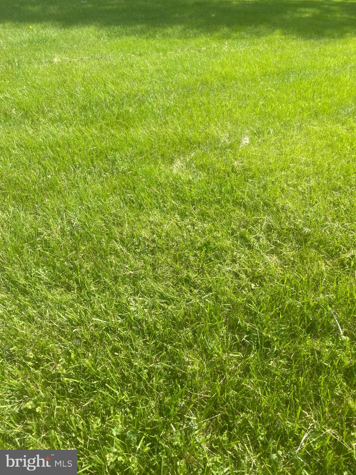 5705 Iron Stone Road Lothian, MD 20711 - Photo 1 of 1 a view of a yard with a trees