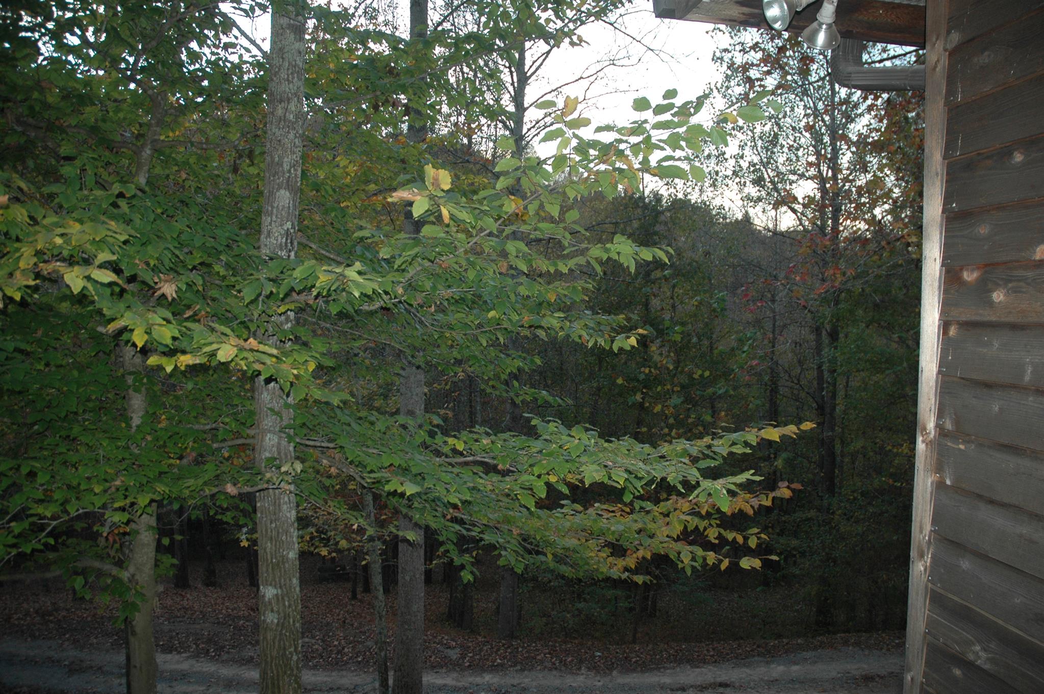 8765 Griffith Road Nashville, TN 37221 - Photo 15 of 27 trees, trees, trees!