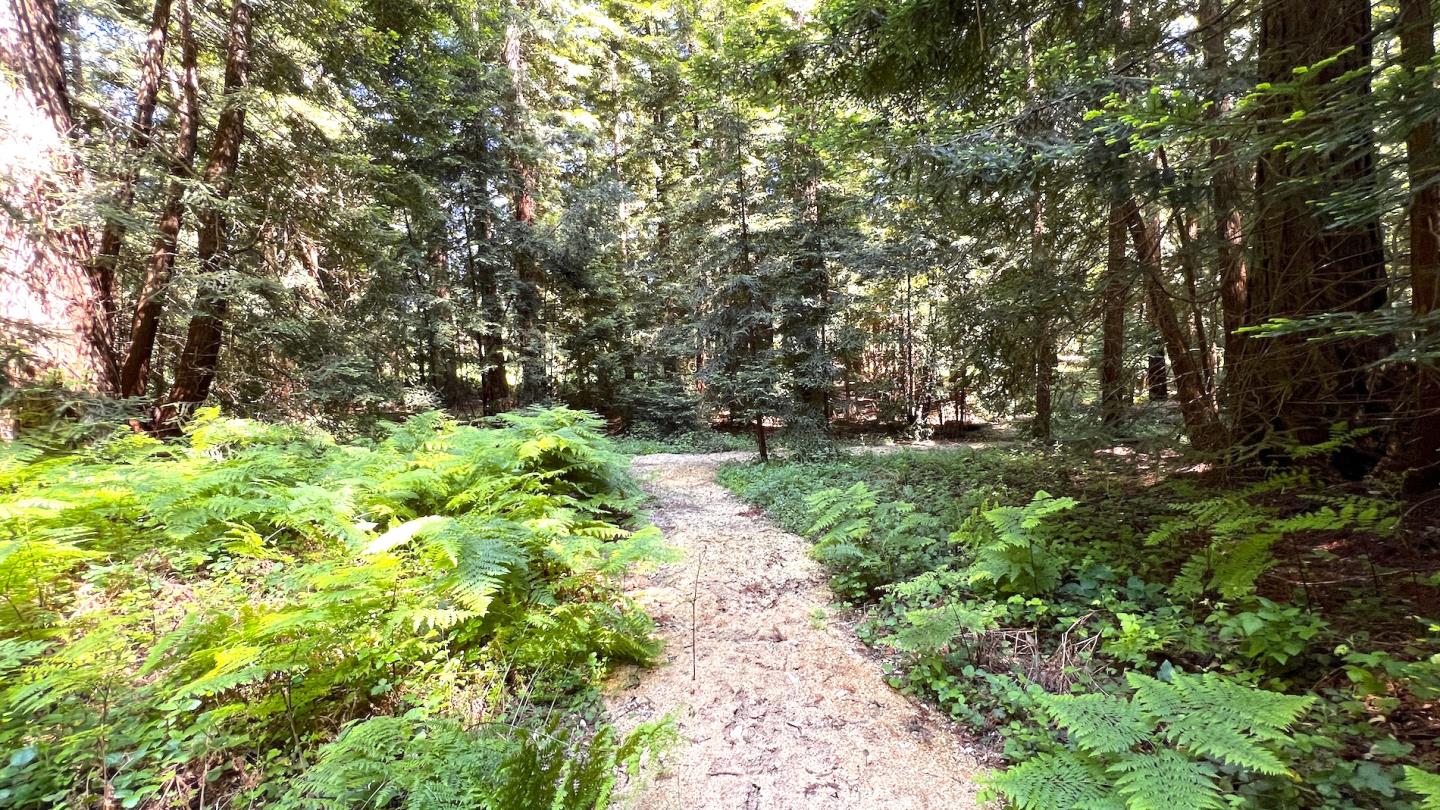 3675 Bonny Doon Road Santa Cruz, CA 95060 - Photo 40 of 59 a view of a garden with plants