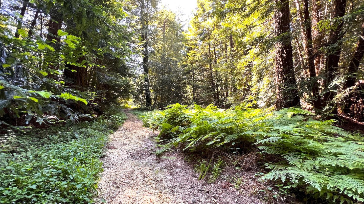 3675 Bonny Doon Road Santa Cruz, CA 95060 - Photo 41 of 59