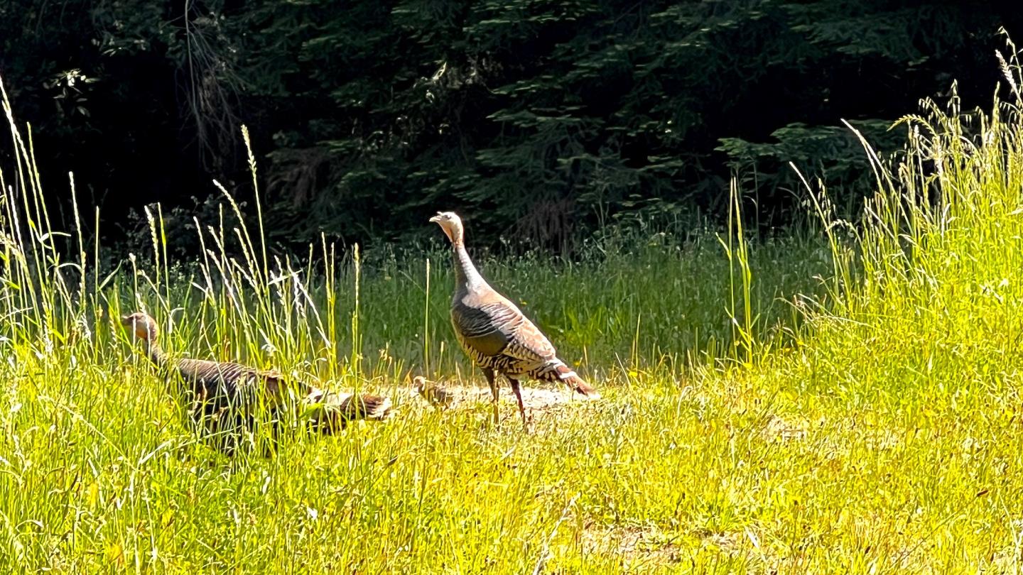 3675 Bonny Doon Road Santa Cruz, CA 95060 - Photo 57 of 59