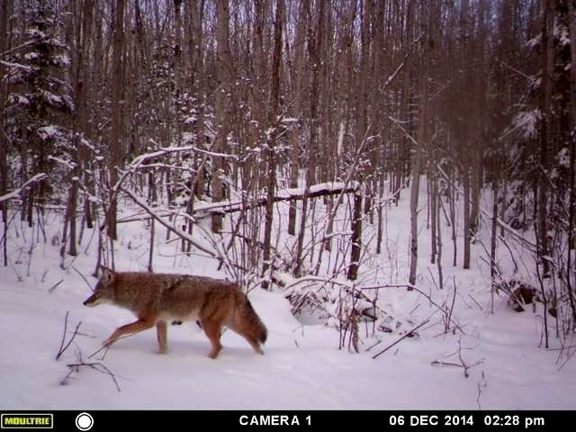 W4678 Losby Road Park Falls, WI 54552 - Photo 15 of 20 Gallery Image 15
