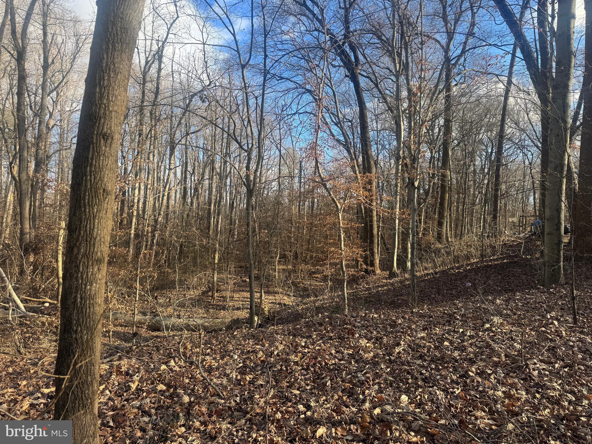 Ridge Road Easton, MD 21601 - Photo 11 of 17 a view of a backyard with large trees
