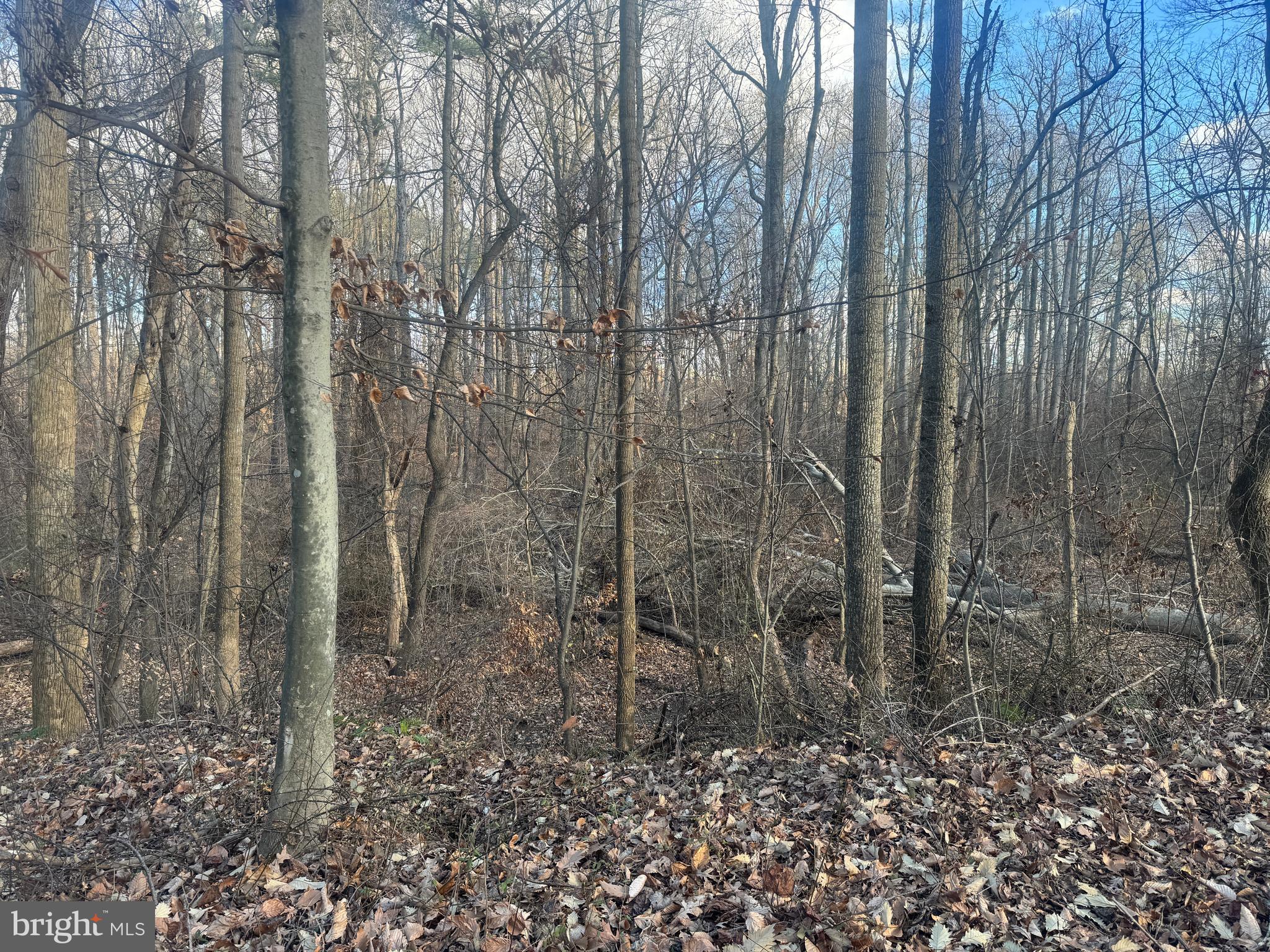 Ridge Road Easton, MD 21601 - Photo 14 of 17 a view of a yard with trees in the background