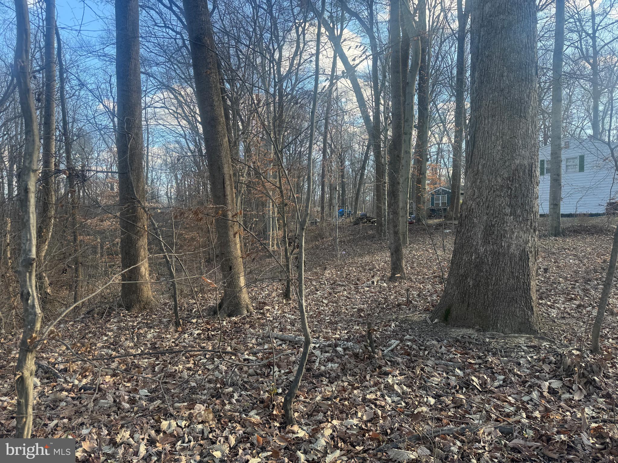 Ridge Road Easton, MD 21601 - Photo 17 of 17 a view of a forest filled with trees