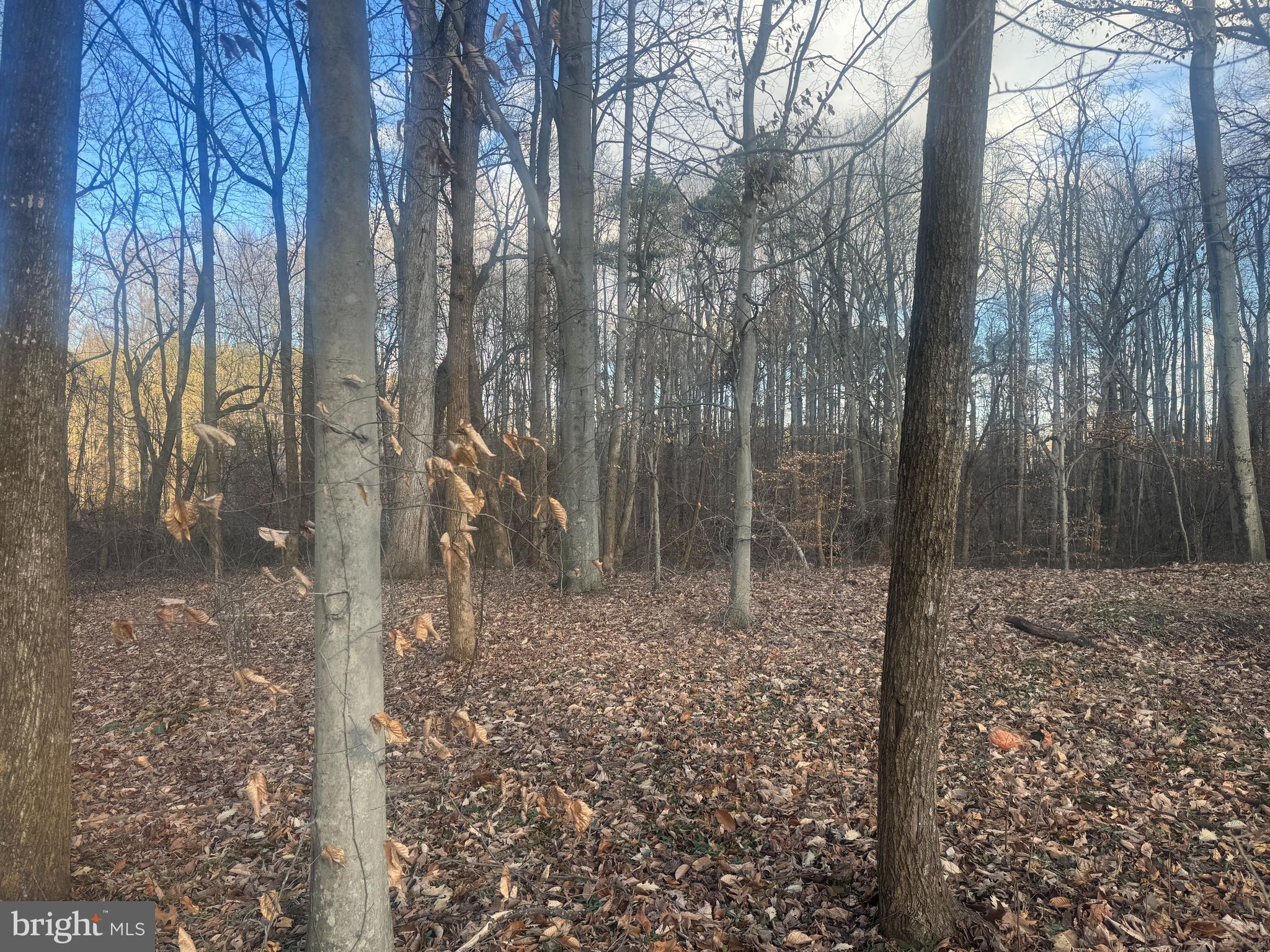 Ridge Road Easton, MD 21601 - Photo 5 of 17 a view of a forest