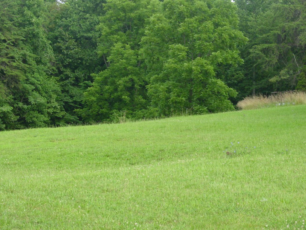 2397 Springwood Road Fincastle, VA 24090 - Photo 7 of 26 Back Yard