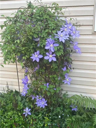 a view of a flower