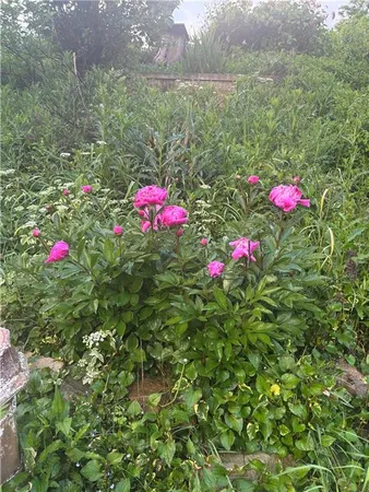 a view of a flower in a garden