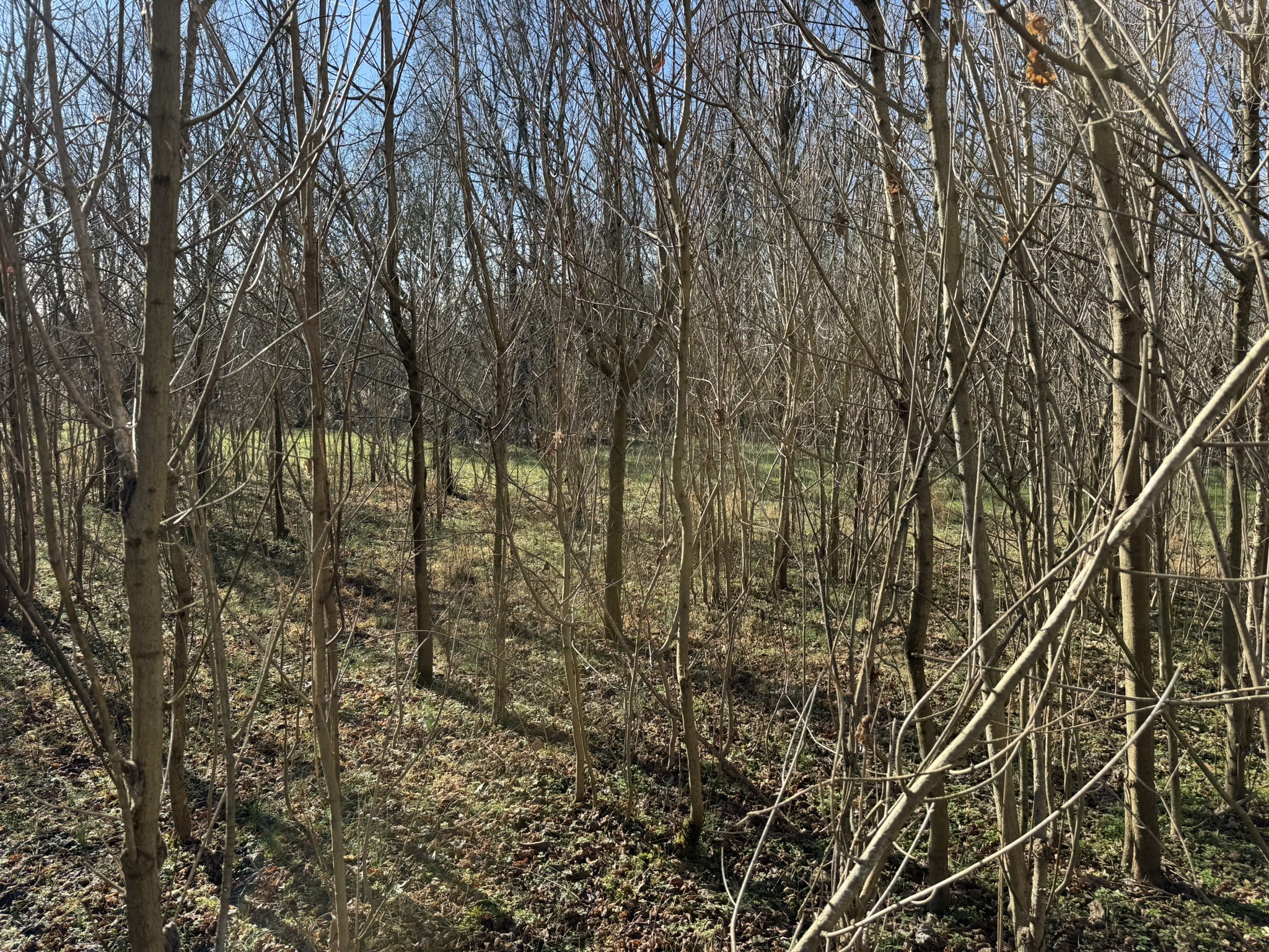1295 Fesmire Road Cedar Grove, TN 38321 - Photo 13 of 18 Gallery Image 13