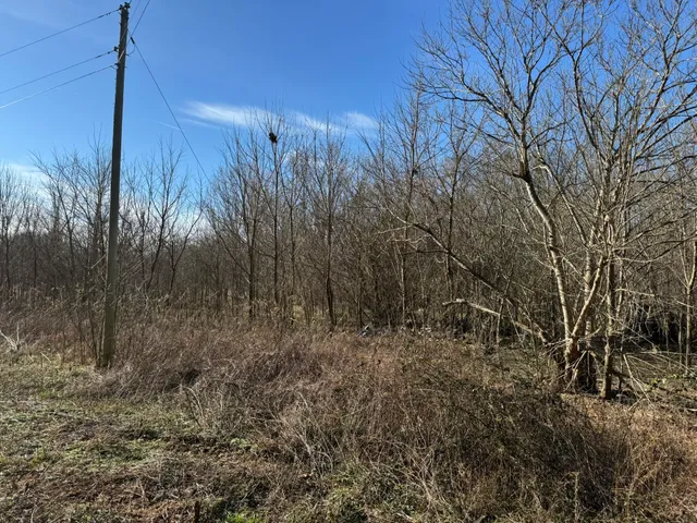 a view of a dry yard with trees