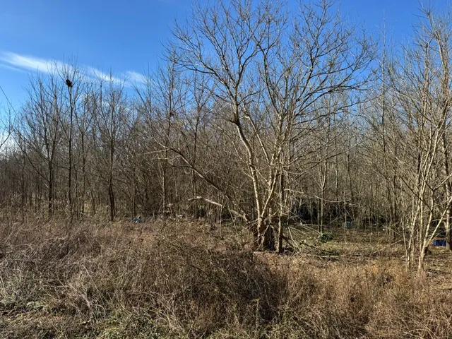 a view of a tree with a plant