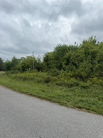 a view of a big yard with plants and large trees