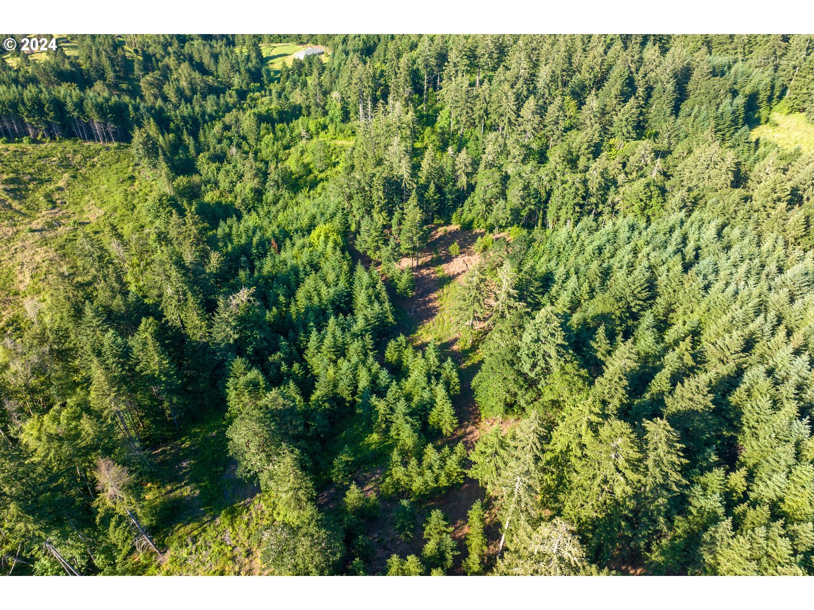 Roberts School Road Gaston, OR 97119 - Photo 12 of 37 a view of a lush green forest