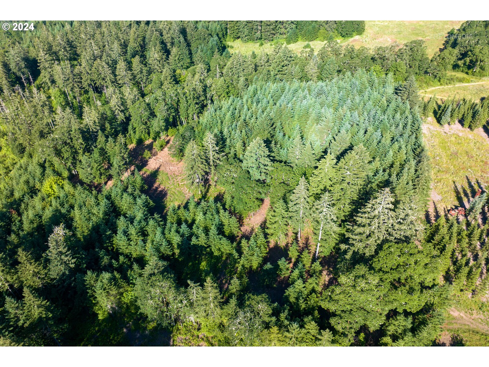 Roberts School Road Gaston, OR 97119 - Photo 19 of 37 a view of a forest with a tree