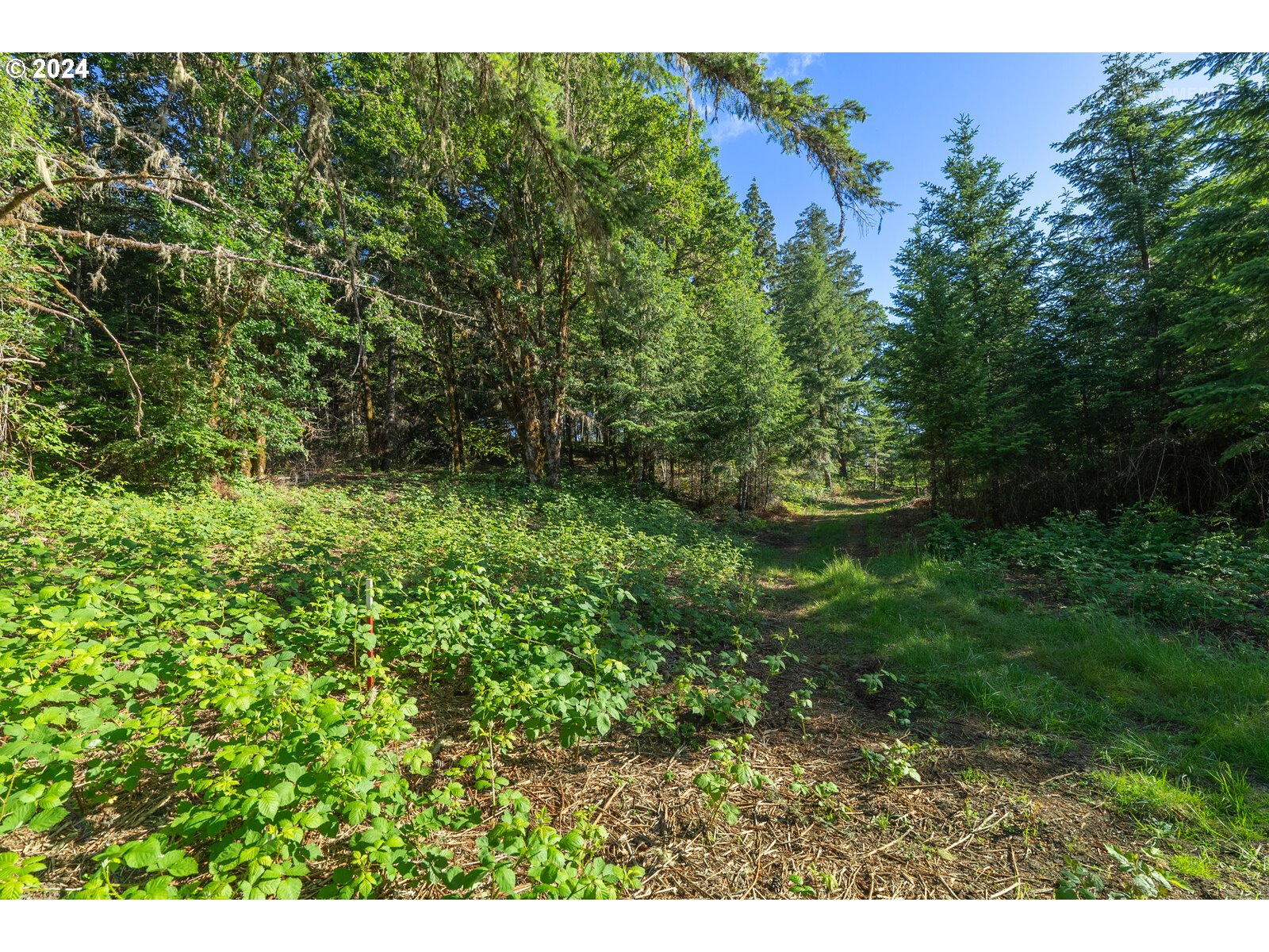 Roberts School Road Gaston, OR 97119 - Photo 20 of 37 a view of outdoor space and yard