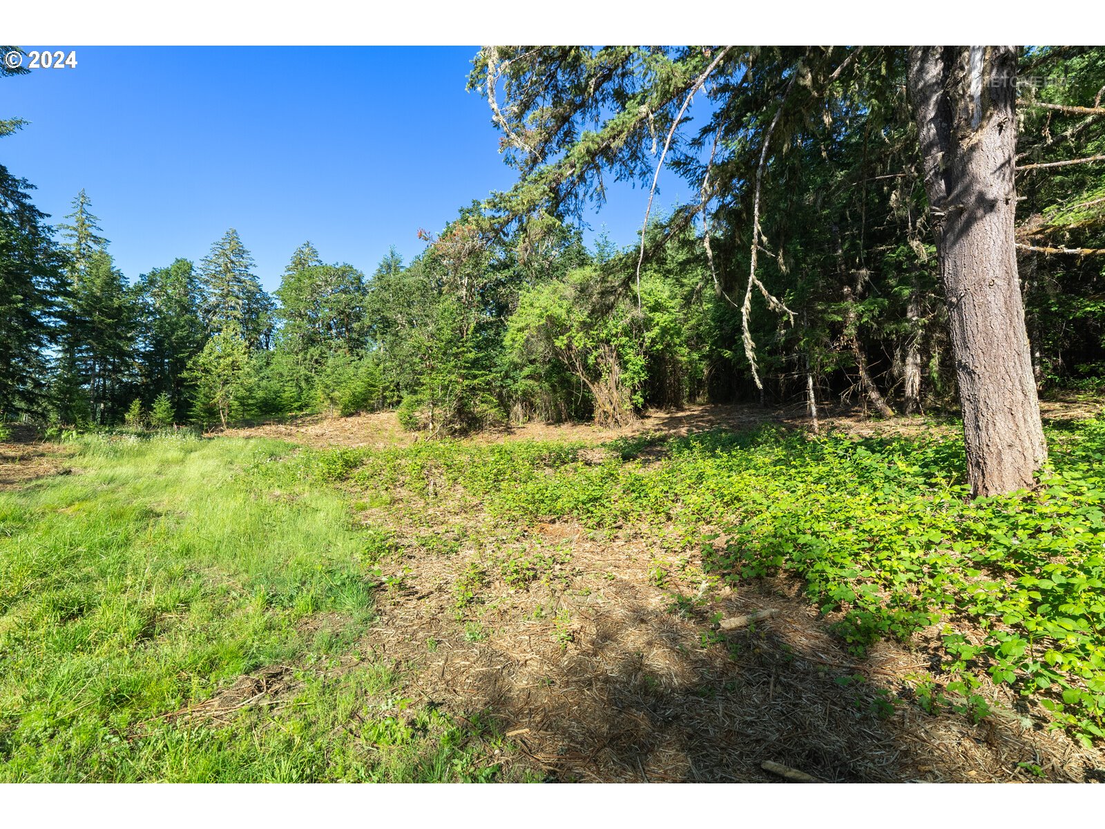 Roberts School Road Gaston, OR 97119 - Photo 22 of 37 a view of a yard with a tree