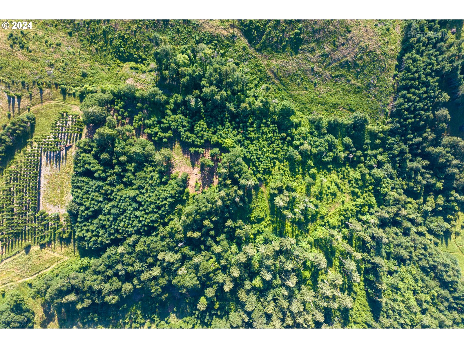 Roberts School Road Gaston, OR 97119 - Photo 34 of 37 a view of a large yard with plants and large trees