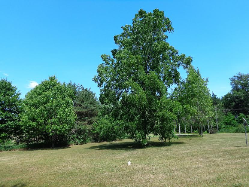 5641 North 9 Road Mesick, MI 49668 - Photo 23 of 25 1830726-22.JPG