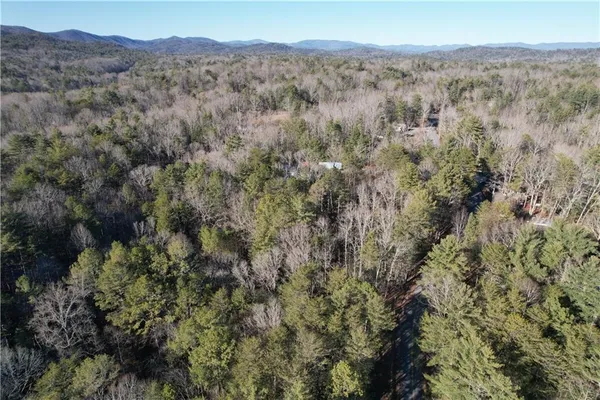 a view of a forest with trees in the background