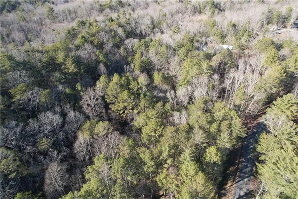 a view of a forest with a tree