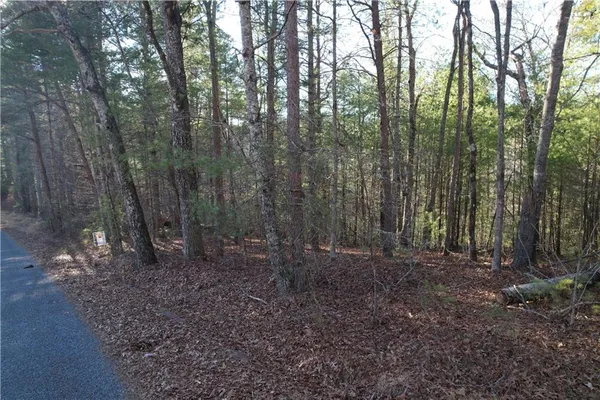 a view of a forest with lots of trees