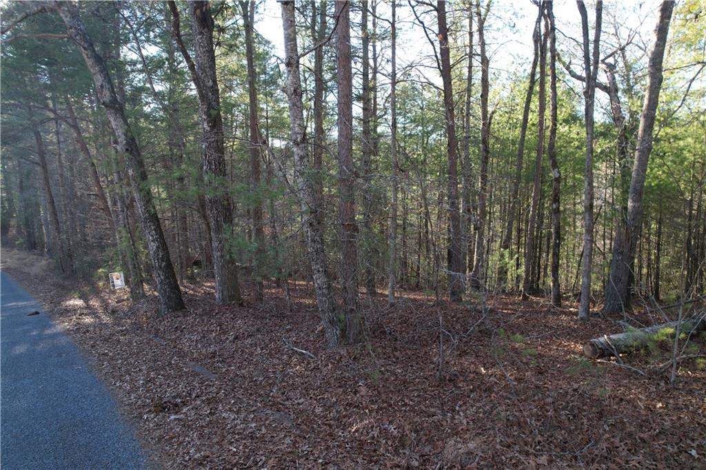 1 Miller Rock Road Ellijay, GA 30540 - Photo 6 of 11 a view of a forest with lots of trees