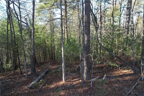 a view of forest