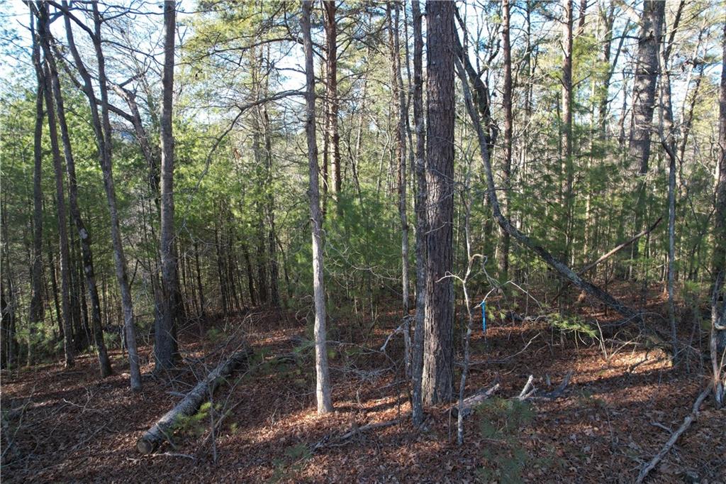 1 Miller Rock Road Ellijay, GA 30540 - Photo 7 of 11 a view of forest