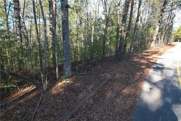 a view of a forest with trees