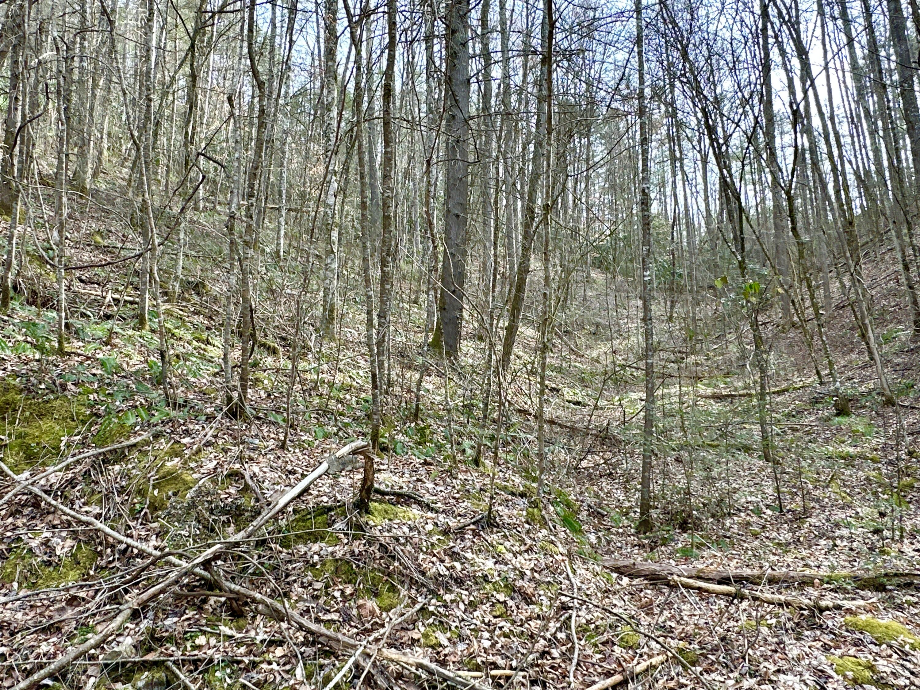 Lot No Lot Way, Unit 27 Del Rio, TN 37727 - Photo 1 of 15 IMG_001