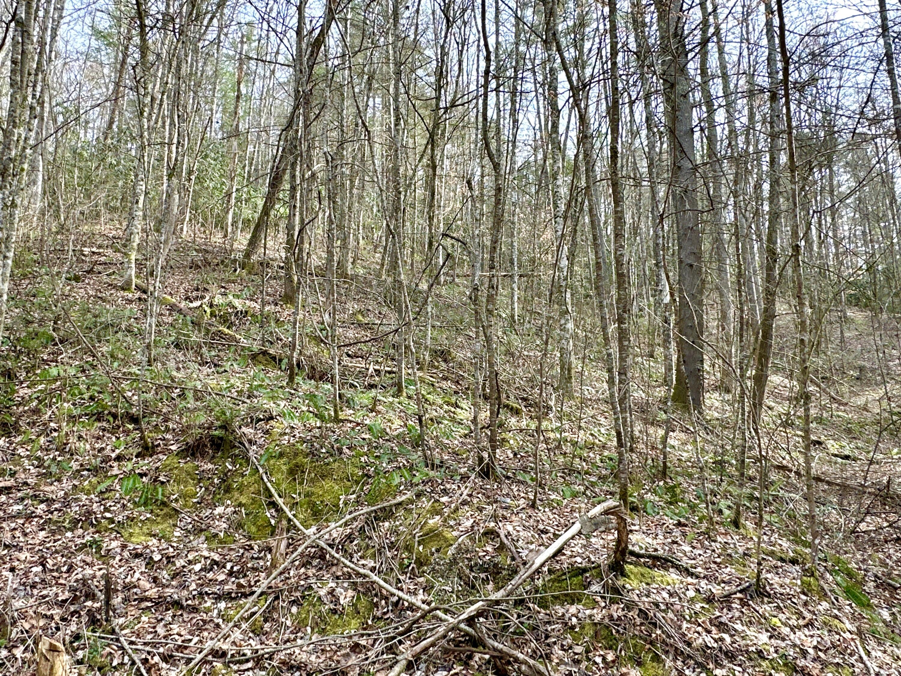 Lot No Lot Way, Unit 27 Del Rio, TN 37727 - Photo 2 of 15 IMG_002
