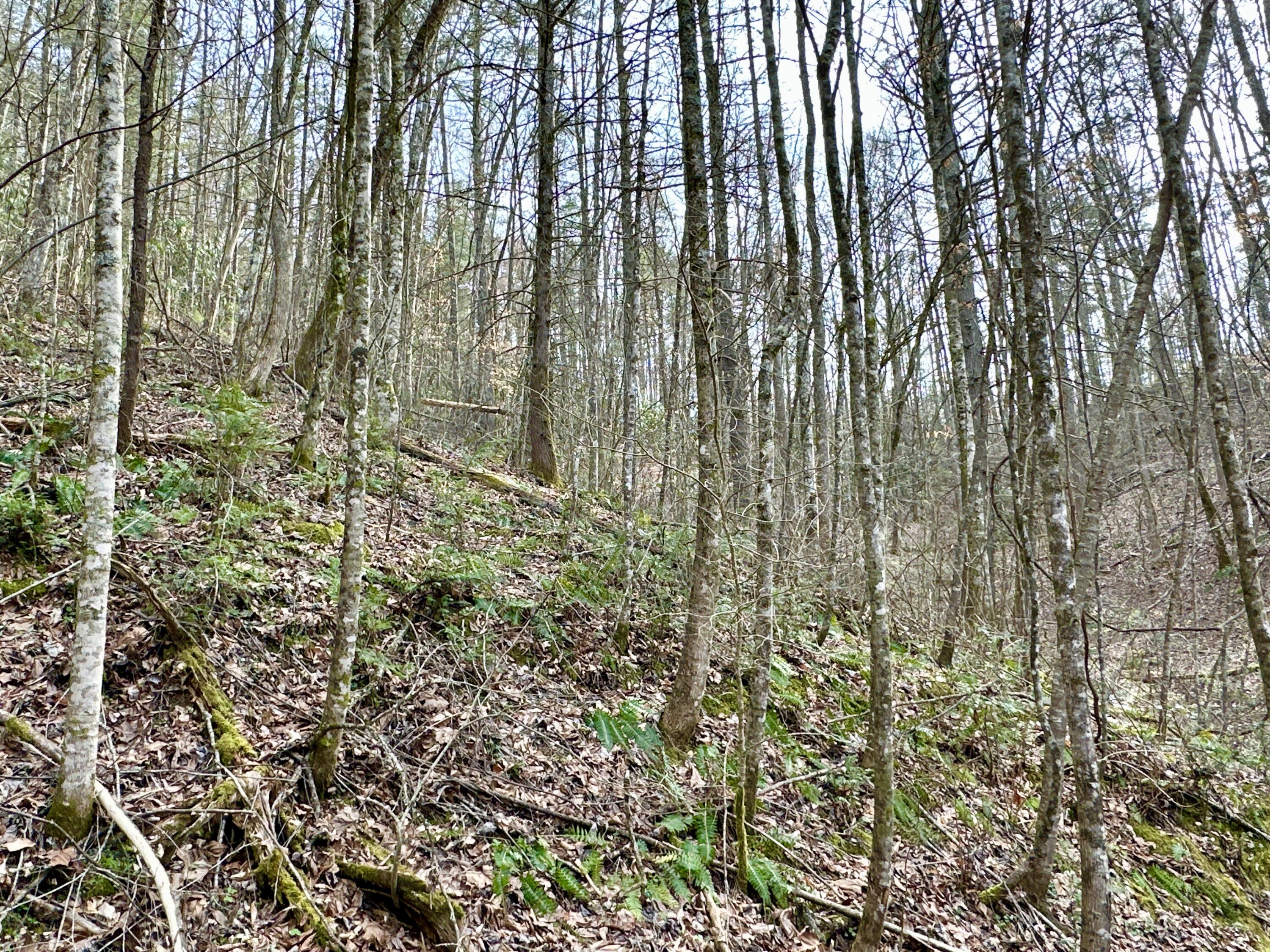 Lot No Lot Way, Unit 27 Del Rio, TN 37727 - Photo 3 of 15 IMG_003