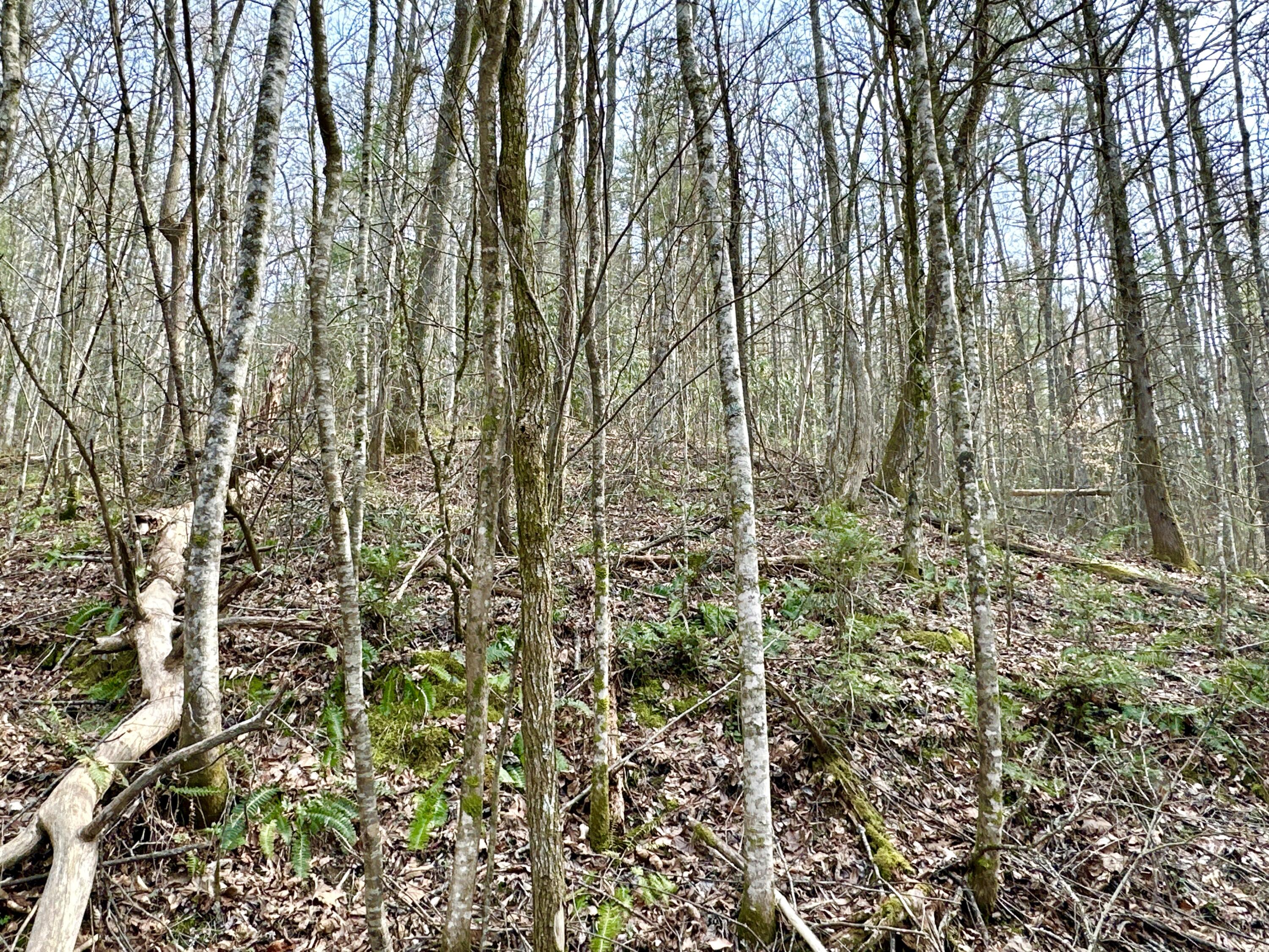 Lot No Lot Way, Unit 27 Del Rio, TN 37727 - Photo 4 of 15 IMG_004
